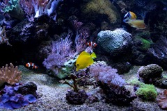 Killikus&reg; Fotographie